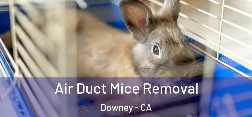 Air Duct Mice Removal Downey - CA